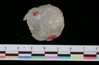 藏品(斗笠蓋螺)的圖片